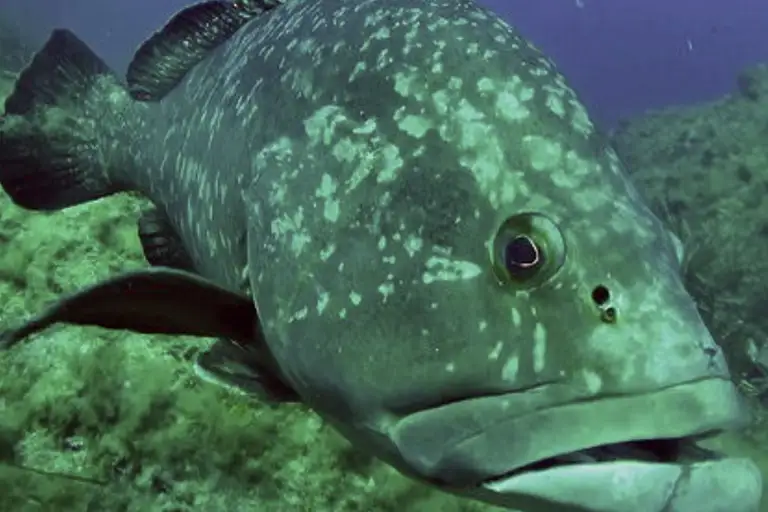 Grouper fish in Port-Cros